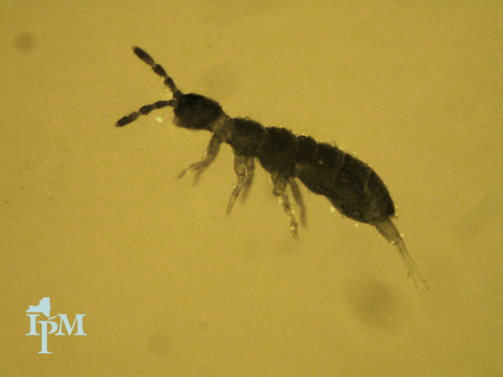Springtails stick the landing as the world's tiniest acrobats – envirobites
